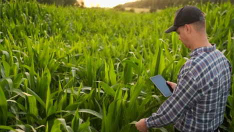 Male-farmer-with-a-tablet-closeup-inspects-shoots-kurusu-and-tap-the-screen-with-your-fingers.-Analyze-the-success-of-the-future-harvest.-genetically-modified-foods